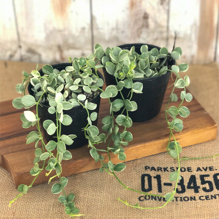 ディスキディア ヌンムラリア バリエガータ 9cmポット 苗 観葉植物 インテリア おしゃれ フラワーネット 日本花キ流通 ディスキディアヌンムラリア バリエガータポット苗