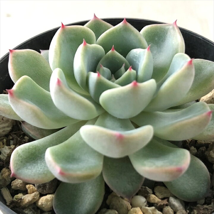 多肉植物 Skエケベリア オウンスロー エケベリア 7 5cmポット 正式的
