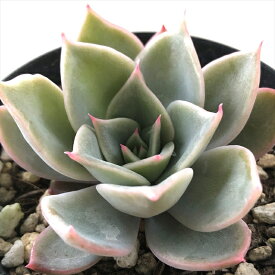 楽天市場 リラシナ 多肉の通販