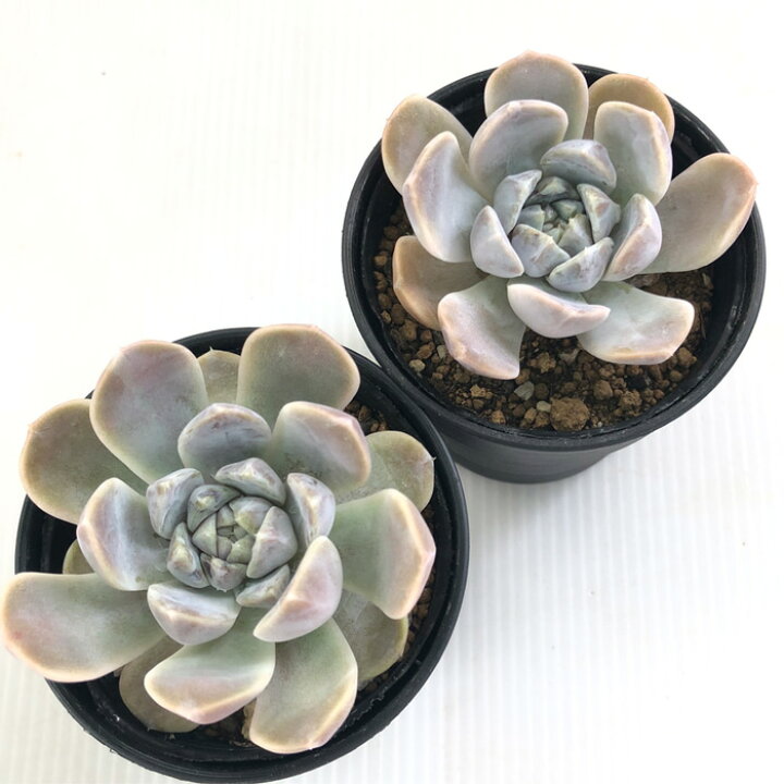 楽天市場】多肉植物 hmエケベリア タイニーバーガー 多肉植物  