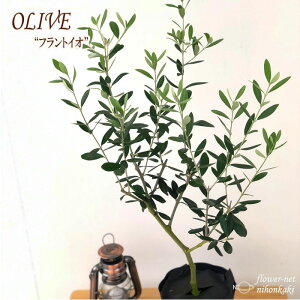 観葉植物 オリーブ オリーブの木 苗の人気商品 通販 価格比較 価格 Com