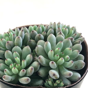 A seOvgy^ ubNx[ A Z_ 7.5cm|bg