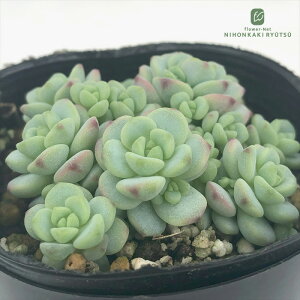 多肉植物 seセダム ペレスデラロサエ ピンクエッジ 多肉植物 セダム 7.5cmポット