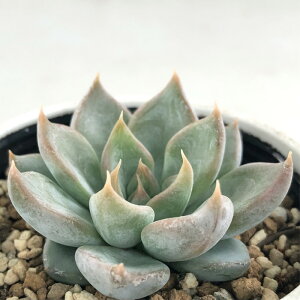 �����A�� yuk�G�P�x���A tolimanensis×�U���S�[�Tsp�m�o�i�����I���ɐB�c�j �����A�� �D�؉�����̕c �������� �G�P�x���A 6cm�|�b�g