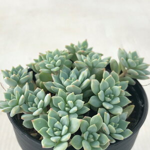 A hmGPxA ΂܂ P@ A GPxA 6cm|bg