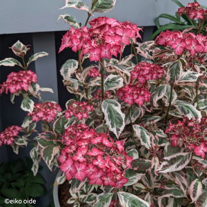 �\��̔� �R�A�W�T�C ��a��� 9cm�|�b�g �i��o�^�o�蒆 ������ �c �ԕc �c�� �R�������� ���}�A�W�T�C �R���z�� atm 3�����{�ȍ~����