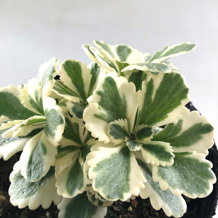 楽天市場 多肉植物 Seセダム アトランティス 多肉植物 セダム 9cmポット フラワーネット 日本花キ流通