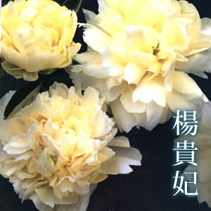 0以上 芍薬 通販 誕生 日 ライン 友達