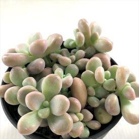 楽天市場 グラプトペタルムの通販