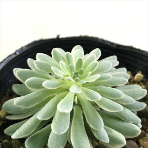 A se~Zo ^JX\E A Z_ 7.5cm|bg azm