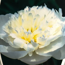 楽天市場 芍薬 苗の通販