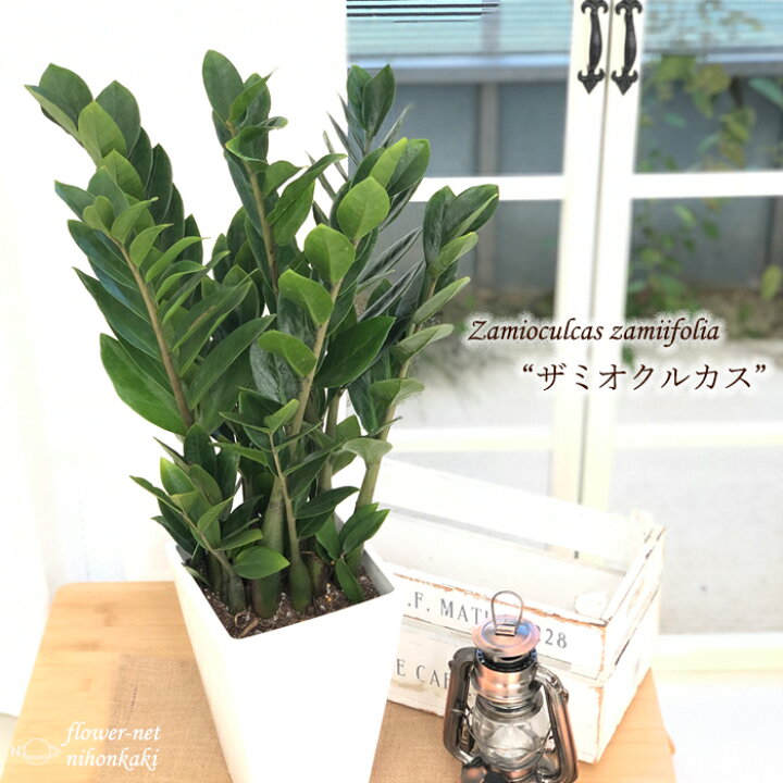 楽天市場 ザミオクルカス ザミーフォリア 6号鉢 送料無料 観葉植物 苗 インテリア おしゃれ フラワーネット 日本花キ流通