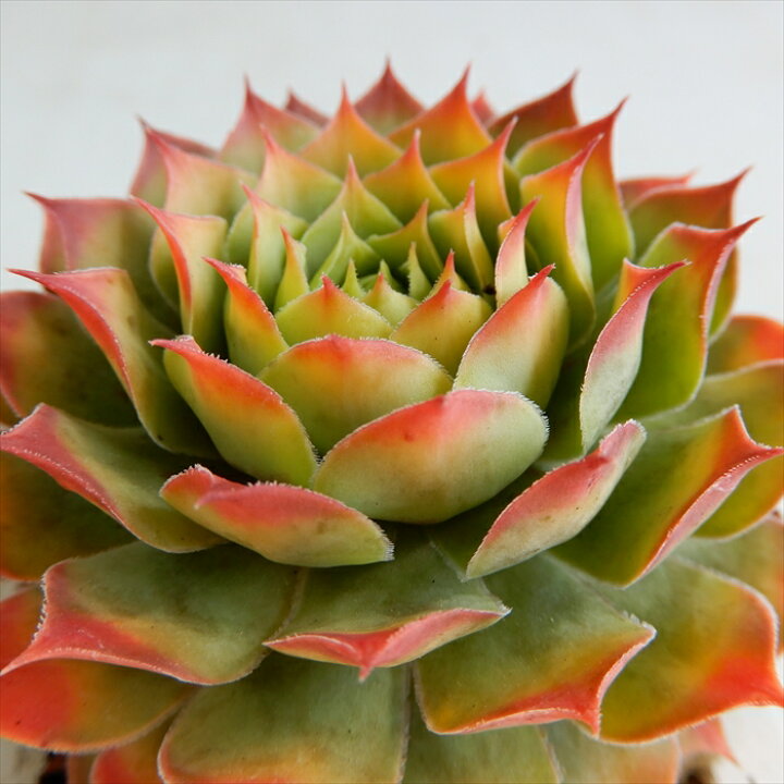 楽天市場 多肉植物 Shセンペルビウム ゴールドナゲット 多肉植物 センペルビウム 登録品種 9cmポット フラワーネット 日本花キ流通