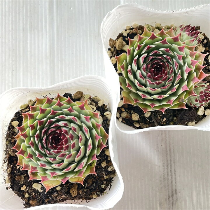 楽天市場 多肉植物 Shセンペルビウム ミントマーブル 多肉植物 センペルビウム 9cmポット フラワーネット 日本花キ流通