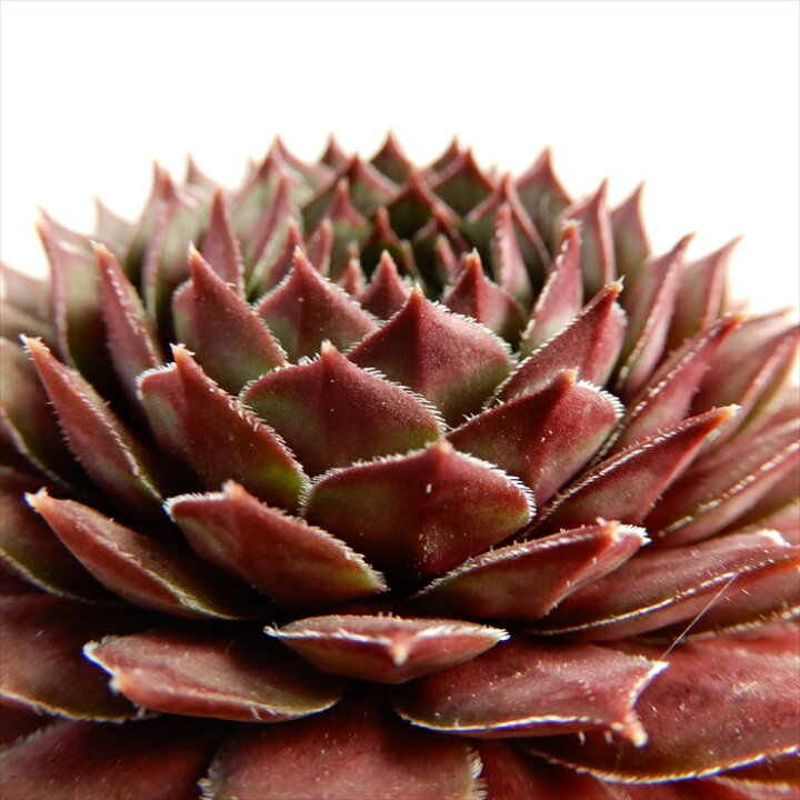 楽天市場 多肉植物 Shセンペルビウム ビングチェリー 多肉植物 センペルビウム 9cmポット フラワーネット 日本花キ流通