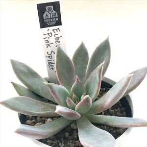 �����A�� yuk�G�P�x���A Pink spider �����A�� �D�؉�����̕c ������ �������� �G�P�x���A 6cm�|�b�g �y����l�l1�_����z