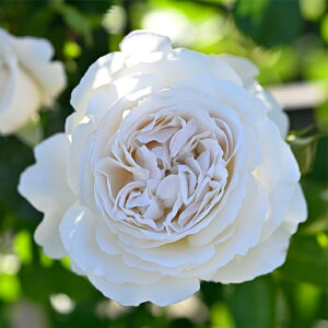 白 薔薇 苗の人気商品 通販 価格比較 価格 Com