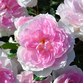 楽天市場 ロサオリエンの通販