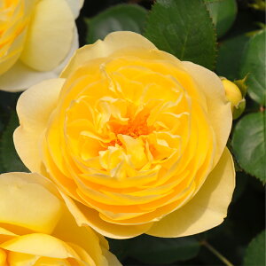 \̔ oc oc T IGeBX VI[ io^o蒆 lG炫 KN ΂  F hao 2{ȍ~