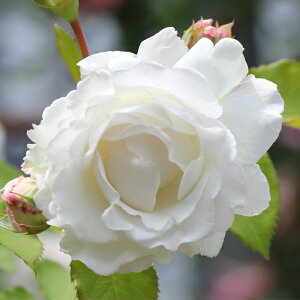 白 薔薇 苗の人気商品 通販 価格比較 価格 Com