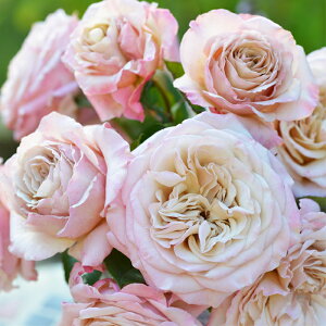 \̔ oc oc ͖{o G[ io^o蒆 lG炫 KN ΂  sN x[W hao 2{ȍ~