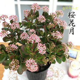 金のなる木 花いっぱい 桜花月 5号鉢 送料無料 カゲツ 花月 多肉植物 ギフト プレゼント 鉢植え 鉢花