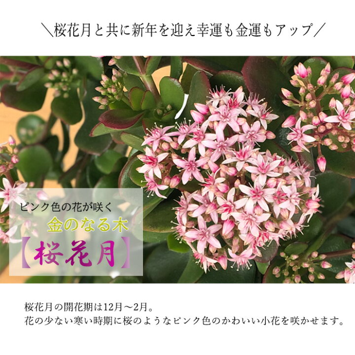 楽天市場 金のなる木 花いっぱい 桜花月 5号鉢 送料無料 カゲツ 花月 多肉植物 インテリア フラワーネット 日本花キ流通