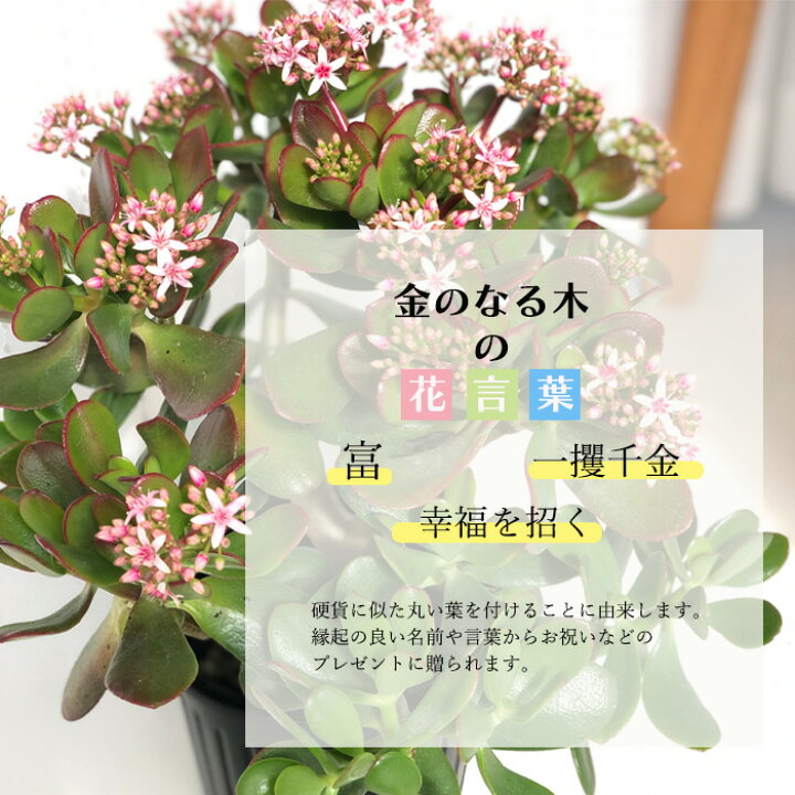 楽天市場 金のなる木 花いっぱい 桜花月 5号鉢 送料無料 カゲツ 花月 多肉植物 インテリア フラワーネット 日本花キ流通