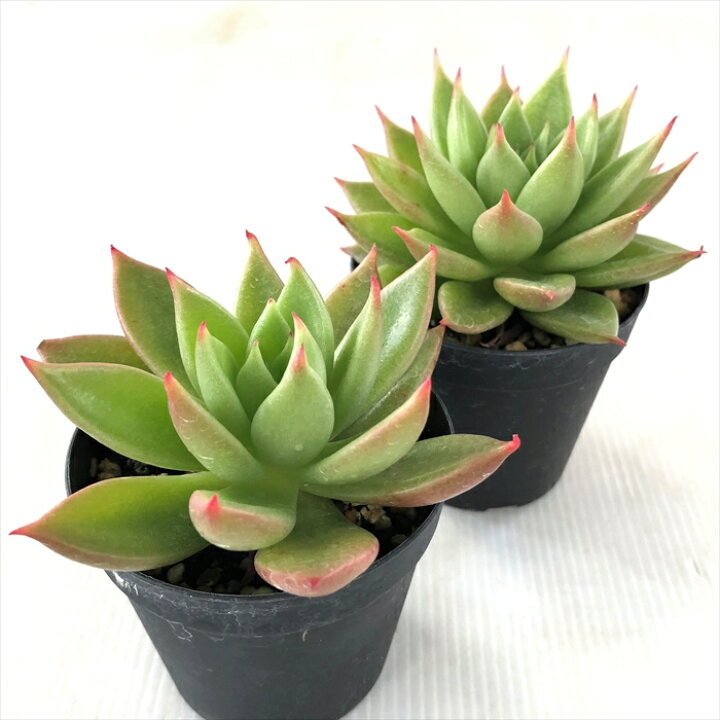楽天市場 多肉植物 Skエケベリア 赤い星 多肉植物 エケベリア 7 5cmポット フラワーネット 日本花キ流通