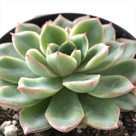 楽天市場 アカリ 観葉植物 花 観葉植物 花 ガーデン Diyの通販