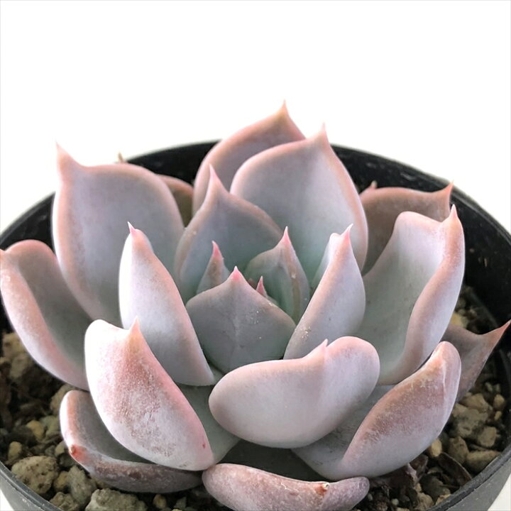 楽天市場 多肉植物 Skエケベリア ライアン 多肉植物 エケベリア 7 5cmポット フラワーネット 日本花キ流通