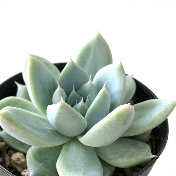 楽天市場 多肉植物 Skエケベリア クリスタルランド 多肉植物 エケベリア 7 5cmポット フラワーネット 日本花キ流通