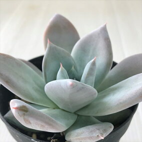 楽天市場 観葉植物 種類 植物 アレカヤシ サイズ 花束 観葉植物 盆栽 ミニ 人気ランキング481位 売れ筋商品