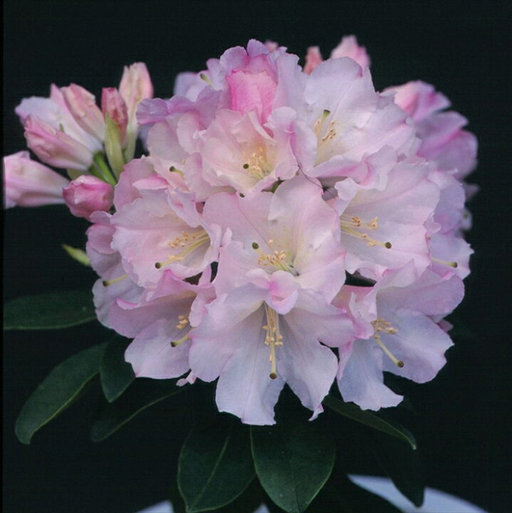 楽天市場 予約販売 シャクナゲ かぐや姫 5号鉢 開花予定株 西洋シャクナゲ 花苗 しゃくなげ 石楠花 常緑 Toy 2月下旬以降発送 フラワーネット 日本花キ流通