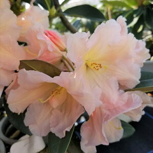 \̔ VNiQ AC^ IW 5 Jԗ\芔 mVNiQ ႭȂ Γ ԕc  Ԗ toy 11{ȍ~