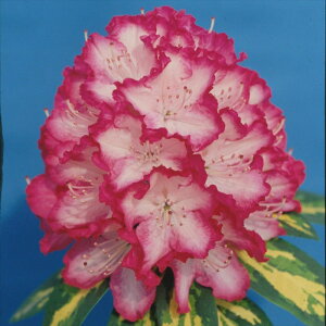 予約販売 シャクナゲ プレジデント ルーズベルト 5号鉢 開花予定株 西洋シャクナゲ しゃくなげ 石楠花 花苗 常緑 花木 toy 11月下旬以降発送