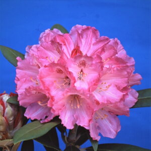 予約販売 シャクナゲ ミセス ジョイナー 5号鉢 開花予定株 西洋シャクナゲ しゃくなげ 石楠花 花苗 常緑 花木 toy 11月下旬以降発送