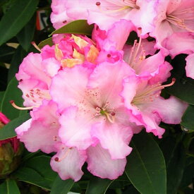楽天市場 花 種類 植物 シャクナゲ の通販