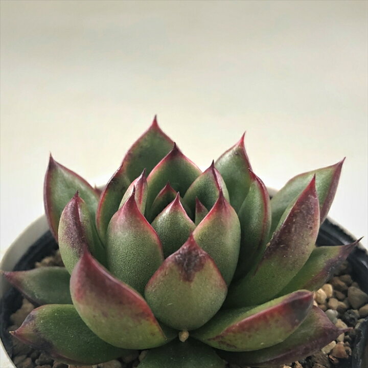 楽天市場 多肉植物 Yukエケベリア クリスマス 多肉植物 優木園さんの苗 エケベリア 6cmポット フラワーネット 日本花キ流通