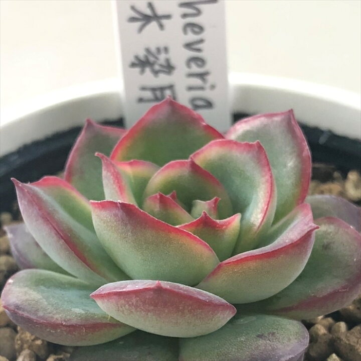 楽天市場 多肉植物 Yukエケベリア 木染月 多肉植物 優木園さんの苗 エケベリア 6cmポット フラワーネット 日本花キ流通 楽天市場 多肉植物 Yukエケベリア 木染月 多肉植物 優木園さんの苗 エケベリア 6cmポット フラワーネット 日本花キ流通