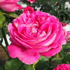 予約販売 バラ 苗 バラ 新苗 オールドローズ ポールネイロン 大輪 薔薇 ばら ピンク tros 4月中旬以降発送