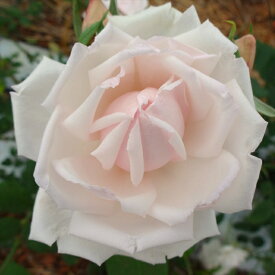 バラ苗 バラ新苗 ホワイト ラ フランス 木立性 四季咲き 大輪 薔薇 ばら ピンク tros