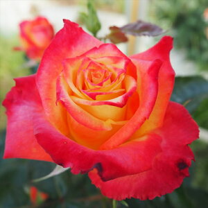 \̔ o c o Vc  }C~w ؗ lG炫 KN ΂ IW tros 4{ȍ~