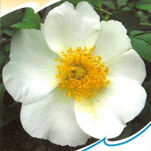 \̔ o c o Vc I[h[Y ijCoiQCoj TGBK[^ 鐫 쐶 KN ΂  tros 4{ȍ~