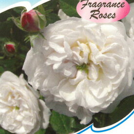 予約販売 バラ 苗 バラ 新苗 オールドローズ マダムプランティエ 中輪 薔薇 ばら 白 tros 4月中旬以降発送