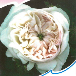 \̔ o c o Vc I[h[Y }_AfB  KN ΂  tros 4{ȍ~