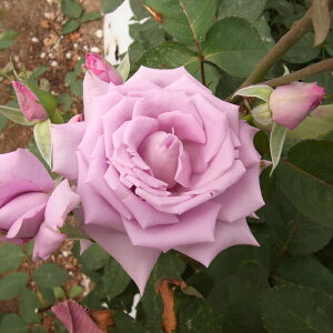 \̔ o c o Vc  }_BI ؗ lG炫 KN ΂  tros 4{ȍ~