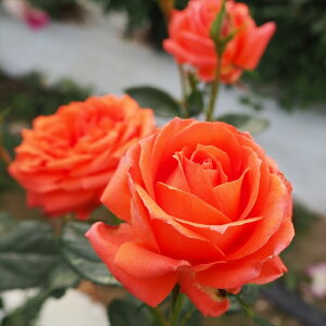 \̔ o c o Vc  }[i ؗ lG炫 KN ΂ IW tros 4{ȍ~