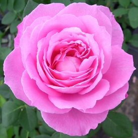 予約販売 バラ 苗 バラ 新苗 オールドローズ ミセスジョンレイン 薔薇 ばら ピンク tros 4月中旬以降発送