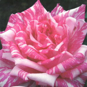 \̔ o c o Vc  _^CX ؗ lG炫 KN ΂ sN tros 4{ȍ~